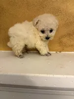 Frosty, a male Poodle - Toy  for sale in Denham Springs, LA – Photo 1 of 10