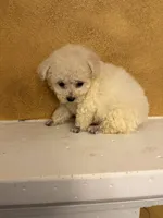 Frosty, a male Poodle - Toy  for sale in Denham Springs, LA – Photo 7 of 10