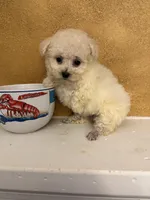 Frosty, a male Poodle - Toy  for sale in Denham Springs, LA – Photo 5 of 10