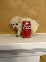 Frosty, a male Poodle - Toy  for sale in Denham Springs, LA – Photo 2 of 10