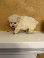 Frosty, a male Poodle - Toy  for sale in Denham Springs, LA – Photo 9 of 10