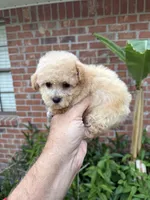 Frosty, a male Poodle - Toy  for sale in Denham Springs, LA – Photo 3 of 10