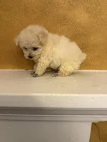 Frosty, a male Poodle - Toy  for sale in Denham Springs, LA – Photo 10 of 10