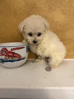 Frosty, a male Poodle - Toy  for sale in Denham Springs, LA – Photo 8 of 10