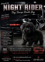 Knight Rider, a male Poodle - Toy  for sale in Denham Springs, LA – 2 of 8