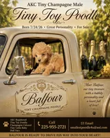 Balfour, a male Poodle - Toy  for sale in Denham Springs, LA – 3 of 4