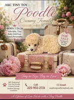 Toot, a female Poodle - Toy  for sale in Denham Springs, LA – 1 of 3