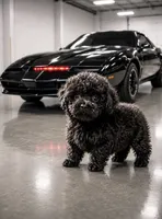 Knight Rider, a male Poodle - Toy  for sale in Denham Springs, LA – 1 of 8