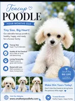 Frosty, a male Poodle - Toy  for sale in Denham Springs, LA – 10 of 10