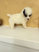 Spi, a female Poodle - Toy  for sale in Denham Springs, LA – Photo 2 of 9