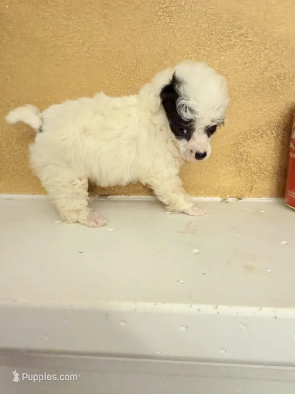 Spi – Poodle - Toy  puppy for sale in Denham Springs, LA