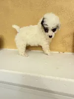 Spi, a female Poodle - Toy  for sale in Denham Springs, LA – Photo 3 of 9