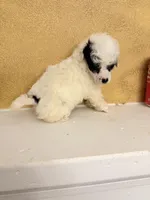 Spi, a female Poodle - Toy  for sale in Denham Springs, LA – Photo 9 of 9