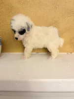 Spi, a female Poodle - Toy  for sale in Denham Springs, LA – Photo 6 of 9