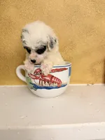 Spi, a female Poodle - Toy  for sale in Denham Springs, LA – Photo 5 of 9