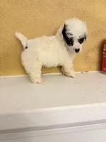 Spi, a female Poodle - Toy  for sale in Denham Springs, LA – Photo 7 of 9
