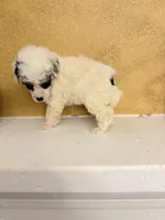 Spi, a female Poodle - Toy  for sale in Denham Springs, LA – Photo 8 of 9