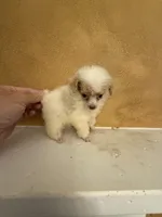 Menu, a female Poodle - Toy  for sale in Denham Springs, LA – 2 of 6