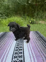 Biddy, a male Poodle - Toy  for sale in Denham Springs, LA – 5 of 8