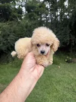 Posh, a female Poodle - Toy  for sale in Denham Springs, LA – 4 of 7