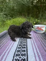 Biddy, a male Poodle - Toy  for sale in Denham Springs, LA – 3 of 8