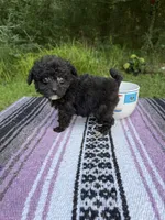 Biddy, a male Poodle - Toy  for sale in Denham Springs, LA – 4 of 8