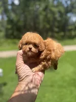 Micro, a female Poodle - Toy  for sale in Denham Springs, LA – 4 of 5