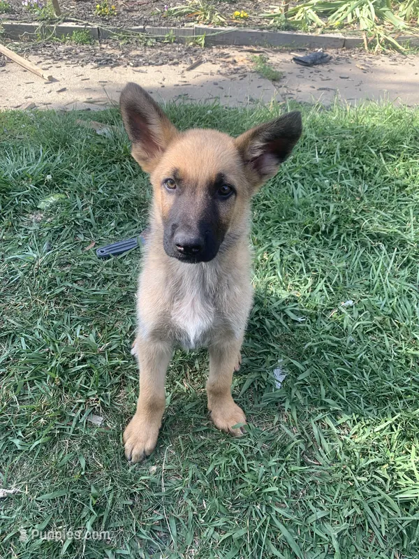 Golden star – German Shepherd Dog, Dutch Shepherd puppy for sale in Lexington, KY