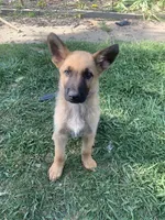 Golden star, a male German Shepherd Dog and Dutch Shepherd for sale in Lexington, KY – 1 of 3