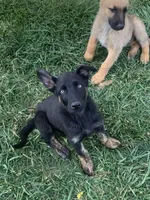 Northern , a male German Shepherd Dog and Dutch Shepherd for sale in Lexington, KY – 3 of 3