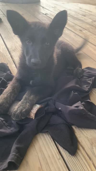 Sweetheart , a female German Shepherd Dog and Dutch Shepherd for sale in Lexington, KY – 3 of 3