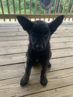 Sweetheart , a female German Shepherd Dog and Dutch Shepherd for sale in Lexington, KY – 2 of 3