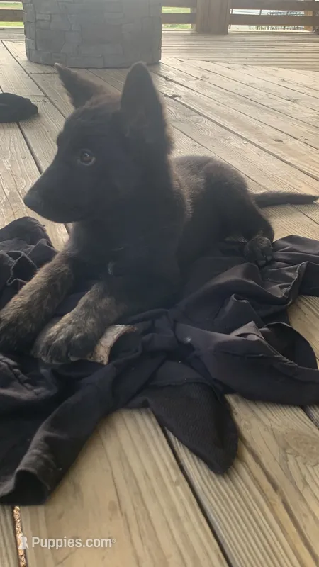Sweetheart  – German Shepherd Dog, Dutch Shepherd puppy for sale in Lexington, KY