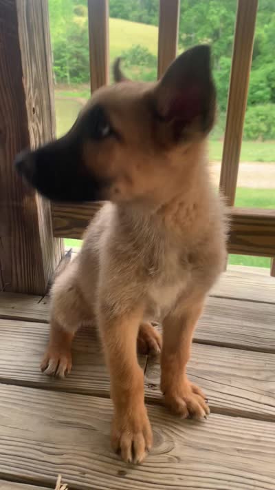 Golden star, a male German Shepherd Dog and Dutch Shepherd for sale in Lexington, KY – 3 of 3