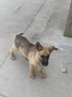 Golden star, a male German Shepherd Dog and Dutch Shepherd for sale in Lexington, KY – 2 of 3
