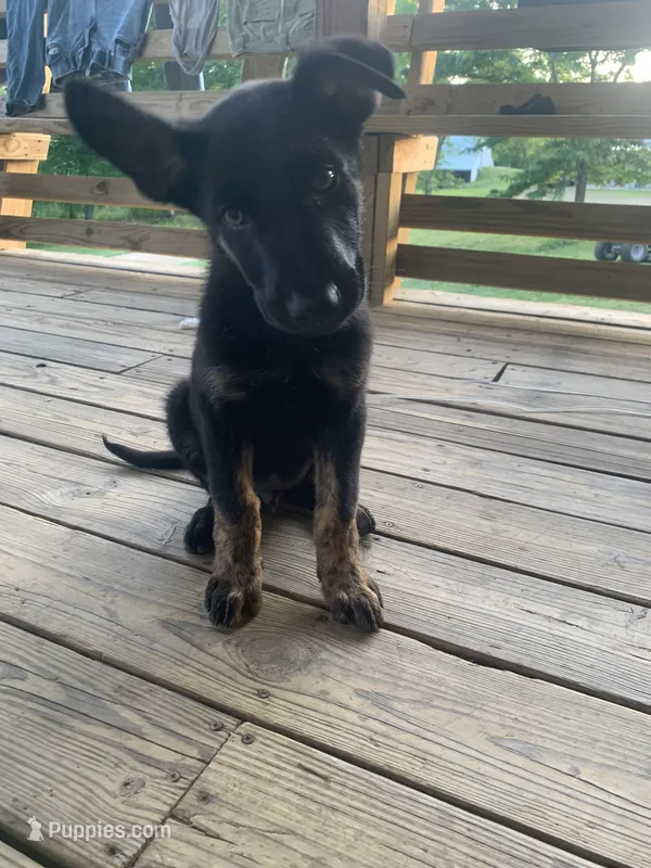 Northern  – German Shepherd Dog, Dutch Shepherd puppy for sale in Lexington, KY