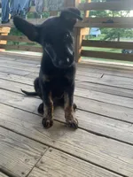 Northern , a male German Shepherd Dog and Dutch Shepherd for sale in Lexington, KY – 1 of 3