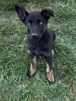 Northern , a male German Shepherd Dog and Dutch Shepherd for sale in Lexington, KY – 2 of 3