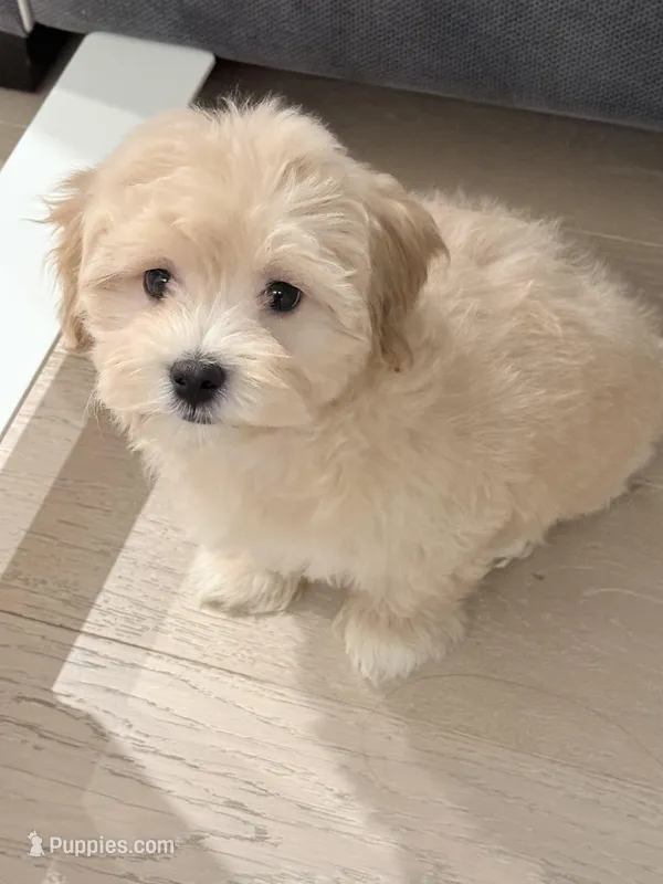 Strawberry – Maltipoo puppy for sale in New York City, NY