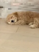 Strawberry, a male Maltipoo for sale in New York City, NY – Photo 3 of 3