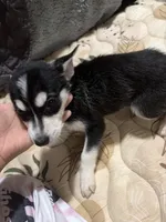 Roxy, a female Siberian Husky and Labrador Retriever for sale in Adelanto, CA – Photo 2 of 2