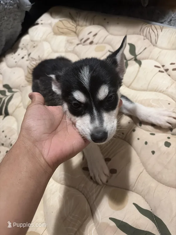 Roxy – Siberian Husky, Labrador Retriever puppy for sale in Adelanto, CA