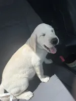 Otis, a male Labrador Retriever for sale in Tampa, FL – 5 of 6
