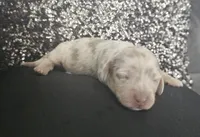 Shine , a male Miniature Dachshund for sale in Ocala, FL – Photo 3 of 5