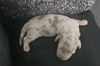 Shine , a male Miniature Dachshund for sale in Ocala, FL – Photo 5 of 5