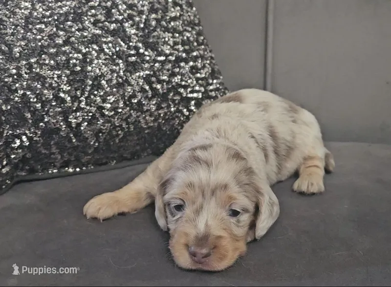 Shine  – Miniature Dachshund puppy for sale in Ocala, FL