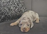 Shine , a male Miniature Dachshund for sale in Ocala, FL – Photo 1 of 5