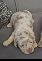 Shine , a male Miniature Dachshund for sale in Ocala, FL – Photo 2 of 5