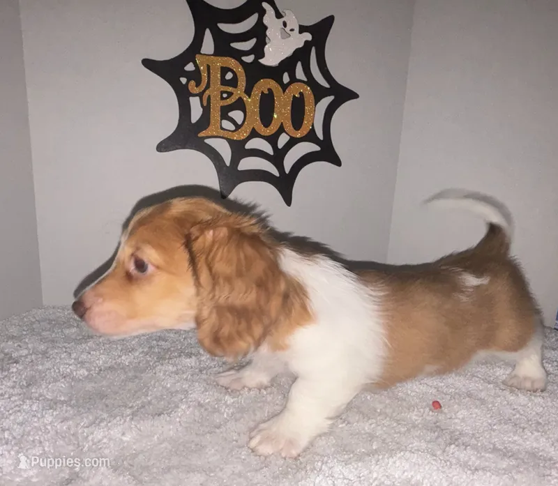 Plumpkin – Miniature Dachshund puppy for sale in Ocala, FL