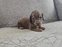 Party Animal, a female Miniature Dachshund for sale in Ocala, FL – Photo 5 of 5